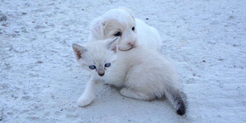 Diminutiv-Verkleinerungsform-Verniedlichungsform